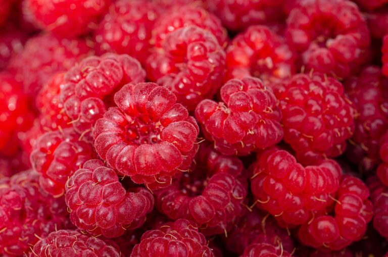 Frische Himbeeren als Grundlage für eine moderne Himbeer Margarita